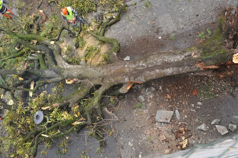 L'albero caduto a Iseo