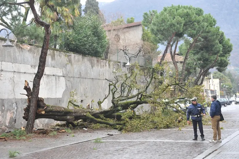 L'albero caduto a Iseo