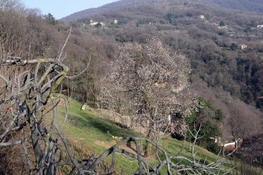 Primavera a Brescia, mandorlo in fiore