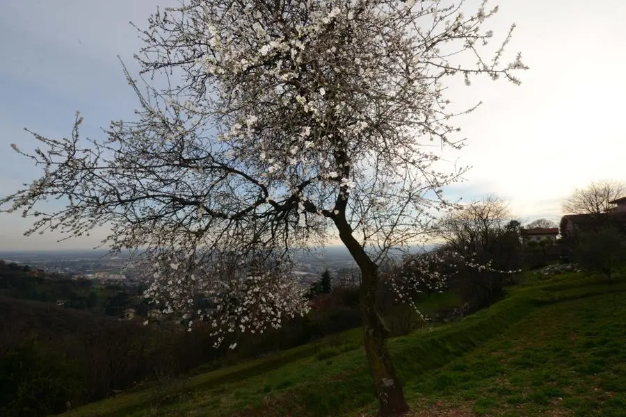 Primavera a Brescia, mandorlo in fiore