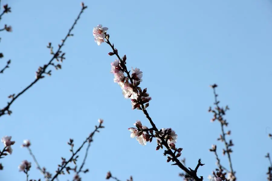 Primavera a Brescia, mandorlo in fiore
