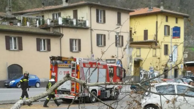 Le immagini del ramo staccato