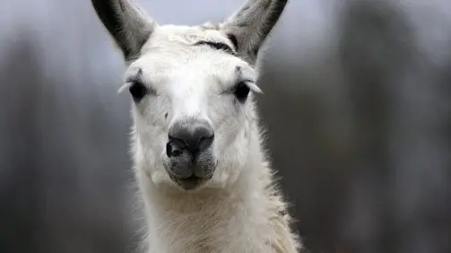Lama scappa dal gregge