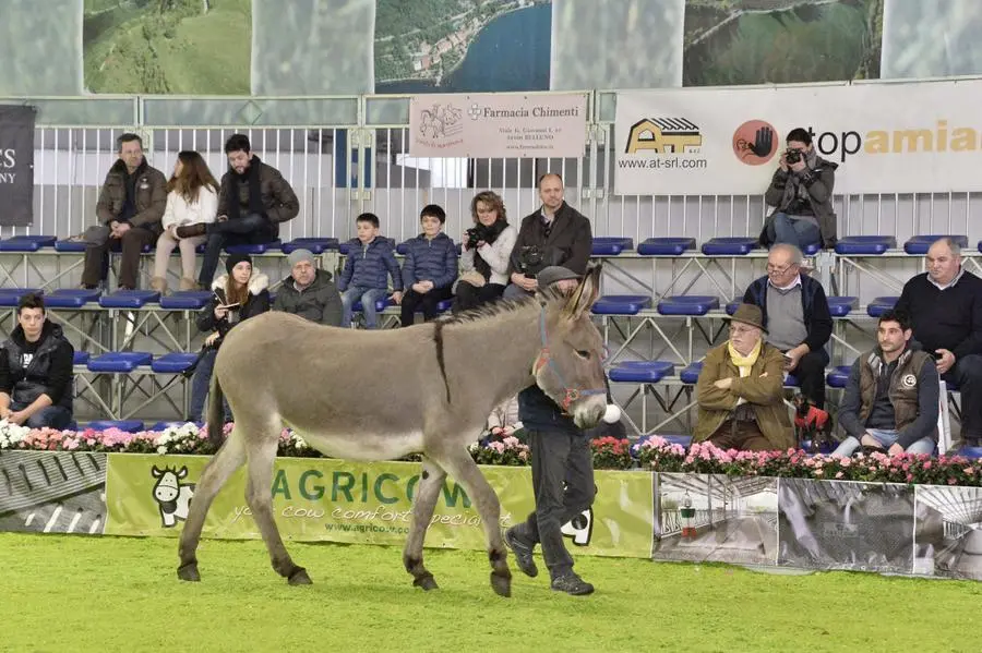 La Fazi di Montichiari