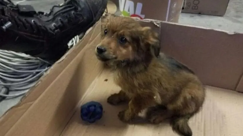 Il salvataggio del cagnolino