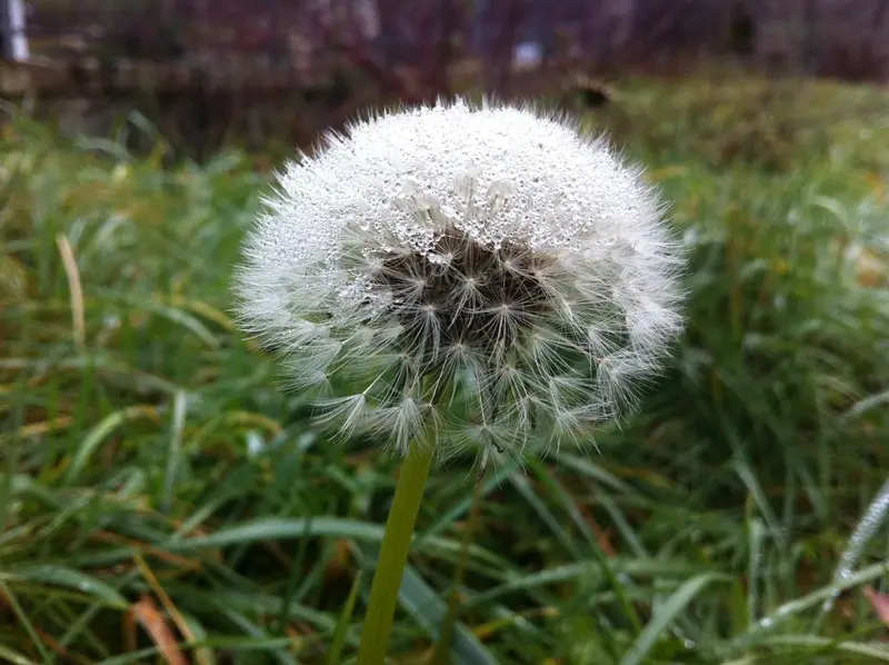 Fiori a Serle, nonostante la stagione