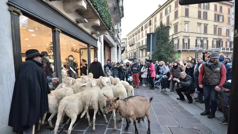 Transumanza in centro