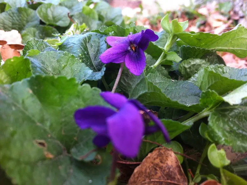 Fiori a Serle, nonostante la stagione