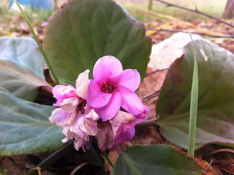 Fiori a Serle, nonostante la stagione