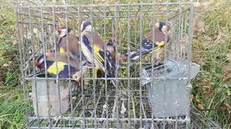 Alcuni degli uccelli salvati