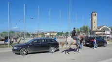 Bimbo di 1 anno cade da cavallo