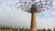 Il giorno dedicato all'Albero della Vita