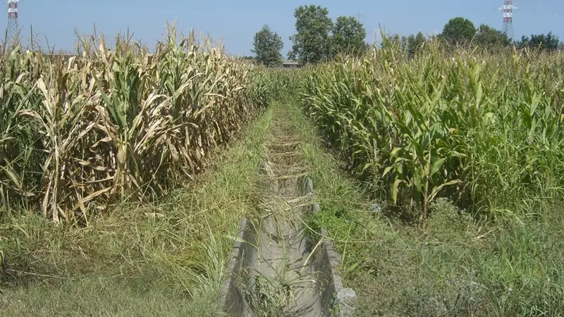 Campi a secco, Coldiretti chiede lo stato di calamità per l'agricoltura