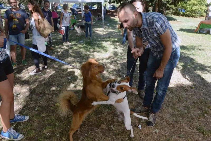 Festa del Bastardino, protagonisti a quattro zampe