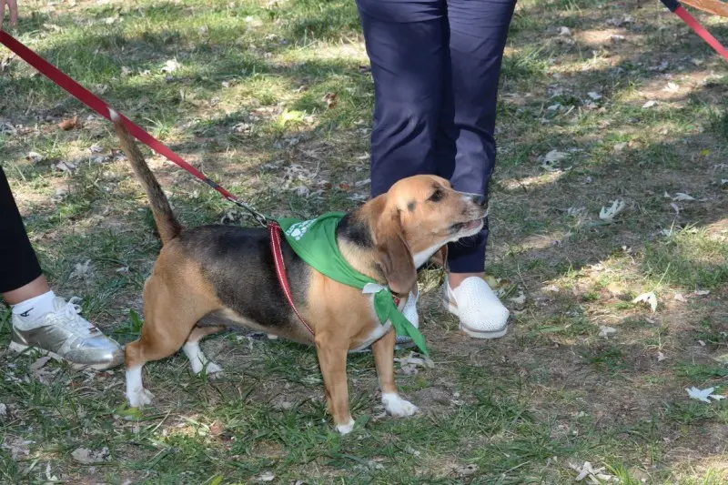 Festa del Bastardino, protagonisti a quattro zampe