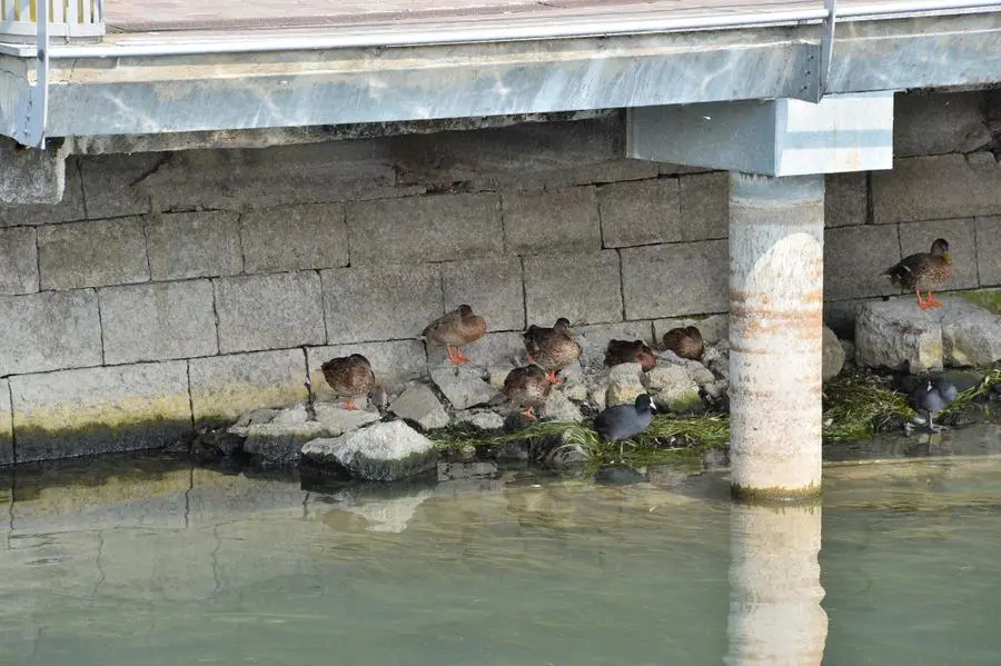 Livelli bassi nei laghi bresciani