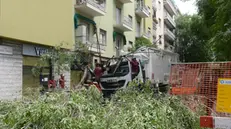 Camion abbatte albero