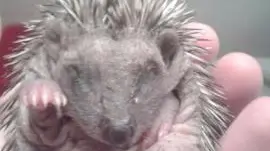 I cuccioli salvati