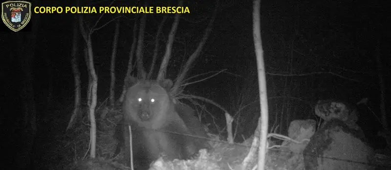 L'orso che si aggira in Valcamonica