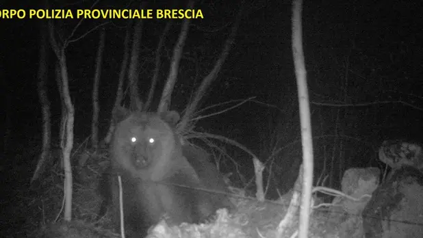 L'orso che si aggira in Valcamonica
