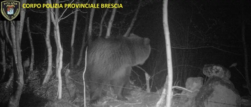 L'orso che si aggira in Valcamonica