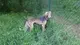 Ameera, levriero razza saluki