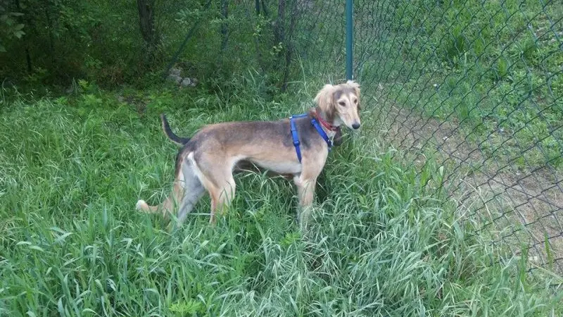 Ameera, levriero razza saluki