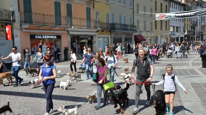 Camminata a sei zampe