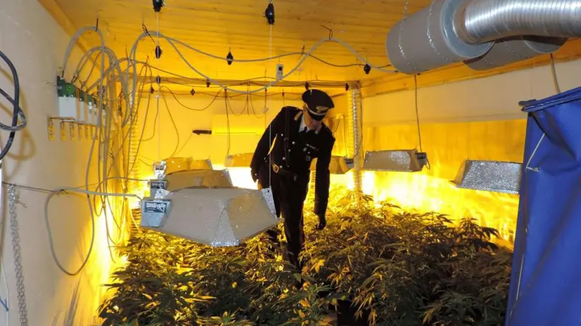 La serra scoperta dai carabinieri