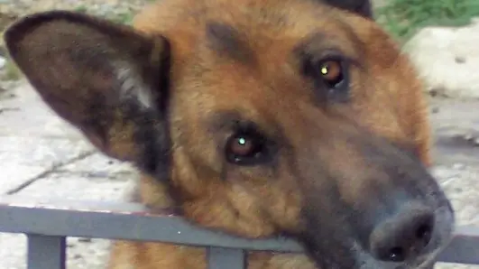 Il cane veglia per ore il padrone morto in casa | Giornale di Brescia