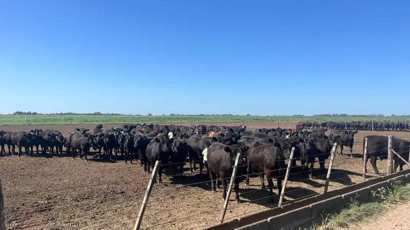 Un allevamento di bovini in Argentina - © www.giornaledibrescia.it