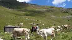 Mucche al pascolo sulle montagne bresciane