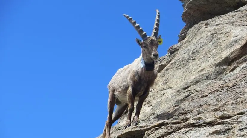 Il localizzatore al collo dello stambecco permette di seguirne gli spostamenti