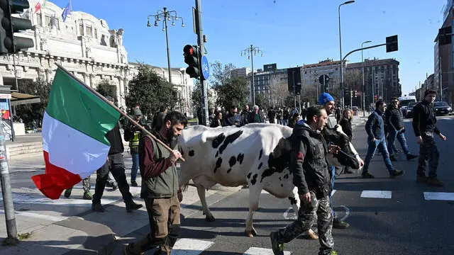 Farmers walk in front of the Milan Stazione Central (Central Train Station) holding a cow named Ercolina 2 by the bridle during a farmers' protest in front of the Lombardy Region Tower in Milan, Italy, 5 February 2024. Italian farmers protest against what they say are harmful European agricultural policies, echoing demonstrations in other parts of Europe, including Germany, Belgium and France. ANSA/DANIEL DAL ZENNARO