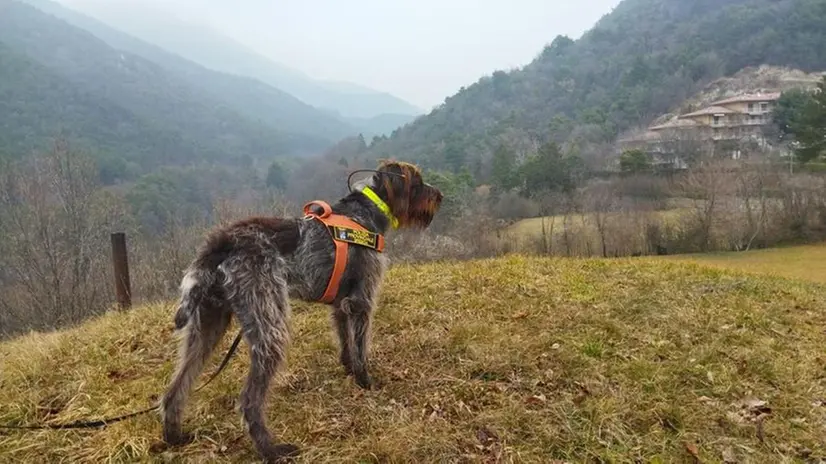 Il cane dell'Unità cinofila antiveleno della Polizia provinciale in azione a Tremosine