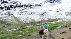 Una mula sulle Ande