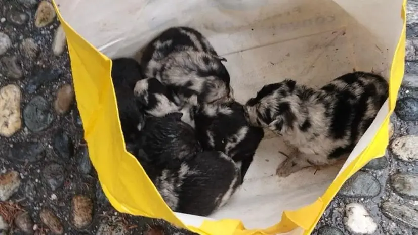 I cuccioli ritrovati in una borsa di plastica a Bovegno - © www.giornaledibrescia.it