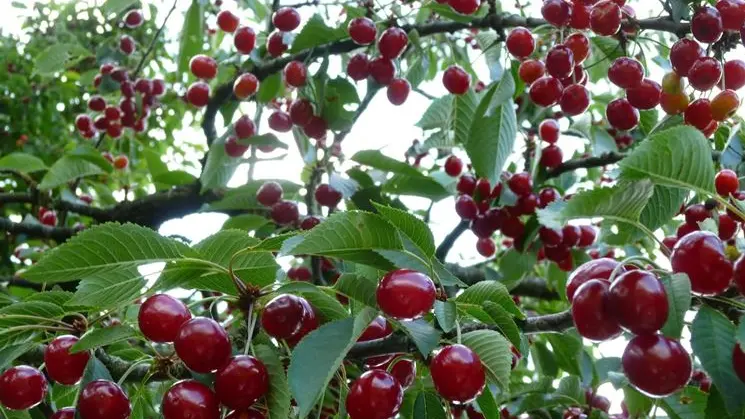 Amarene sull'albero (foto di repertorio)