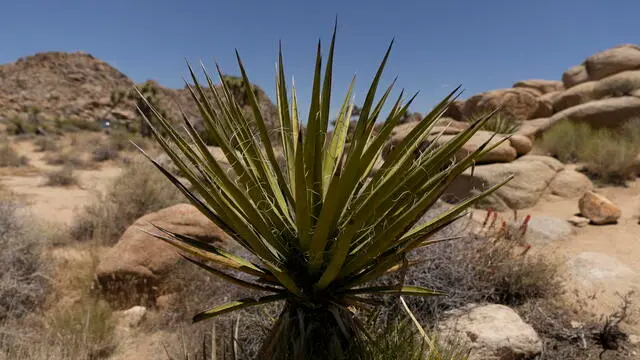 epa10682851 A yucca schidigera or Mojave yucca in the Joshua Tree National Park in California near Yucca Valley, California, USA, 09 June 2023. The Joshua Tree Park, was one of most visited national parks of United States in 2022. According to data released by National Park Service, more than 3 million people visited the 3,218 square kilometers national park in the deserts of Mojave and Colorado in Southern California. EPA/ETIENNE LAURENT ATTENTION: This Image is part of a PHOTO SET