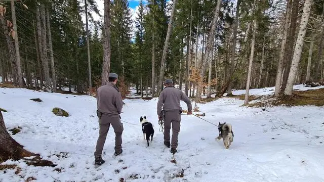 I cani da orso dell'unità cinofila del Corpo forestale trentino in azione per allontanare l’orso dalle aree antropizzate, con la ricerca di tracce e le attivita' di dissuasione, 15 aprile 2023.
ANSA/ UFFICIO STAMPA PROVINCIA DI TRENTO
+++ ANSA PROVIDES ACCESS TO THIS HANDOUT PHOTO TO BE USED SOLELY TO ILLUSTRATE NEWS REPORTING OR COMMENTARY ON THE FACTS OR EVENTS DEPICTED IN THIS IMAGE; NO ARCHIVING; NO LICENSING +++ NPK +++