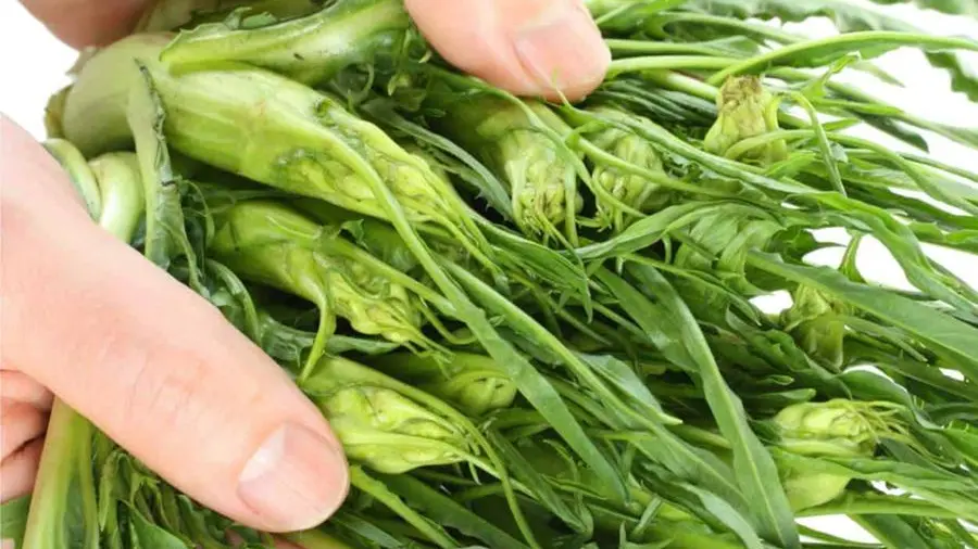 Le puntarelle di cicoria