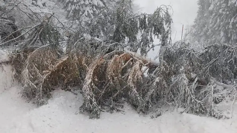 Alberi caduti sulla Sp 345 verso il Maniva - Foto Provincia di Brescia