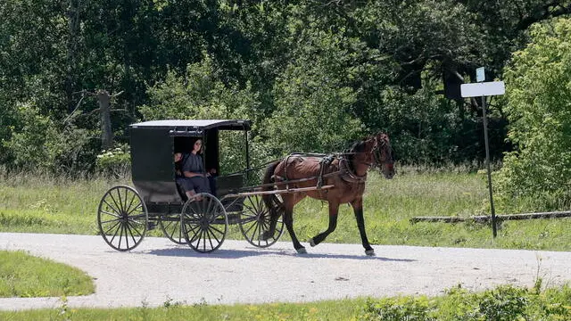 epa08519320 Amish women ride in a horse drawn buggy near Canton, Minnesota, USA, 30 June 2020. The Amish forgo the use of modern appliances, motor vehicles and farm implements.  EPA/TANNEN MAURY