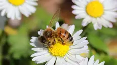 Un'ape su una margherita di campo - © www.giornaledibrescia.it