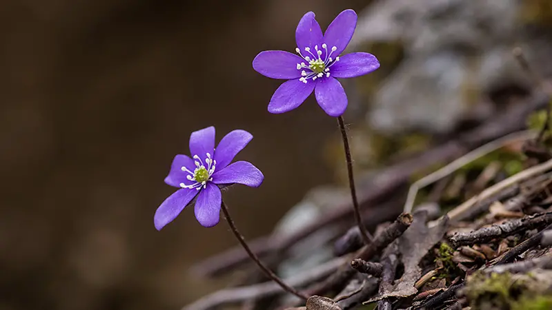 Il nome latino dell’erba trinità è Hepatica nobilis