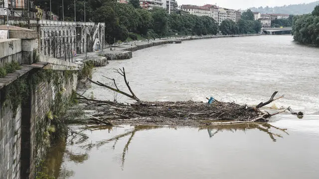 I detriti trasportati dal fiume Po in occasione della piena di maggio. Occhi puntati ai Murazzi, a Torino, dove il Comune ha predisposto a titolo precauzionale la chiusura a veicoli e persone, a causa del maltempo di questi giorni, 13 giugno 2023 ANSA/JESSICA PASQUALON