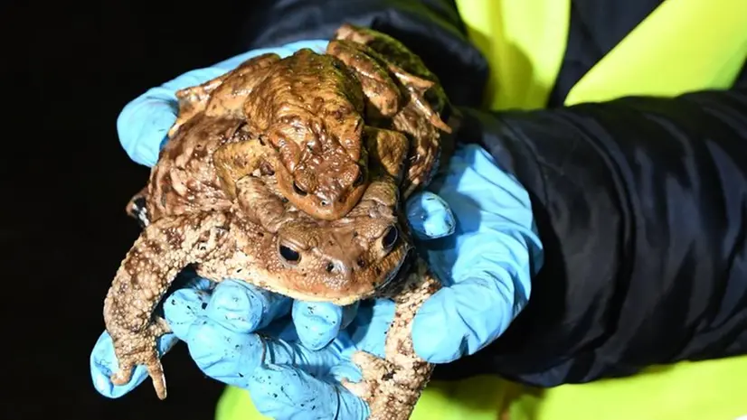 In questo periodo dell'anno i Bufo Bufo scendono dai monti per raggiungere il lago