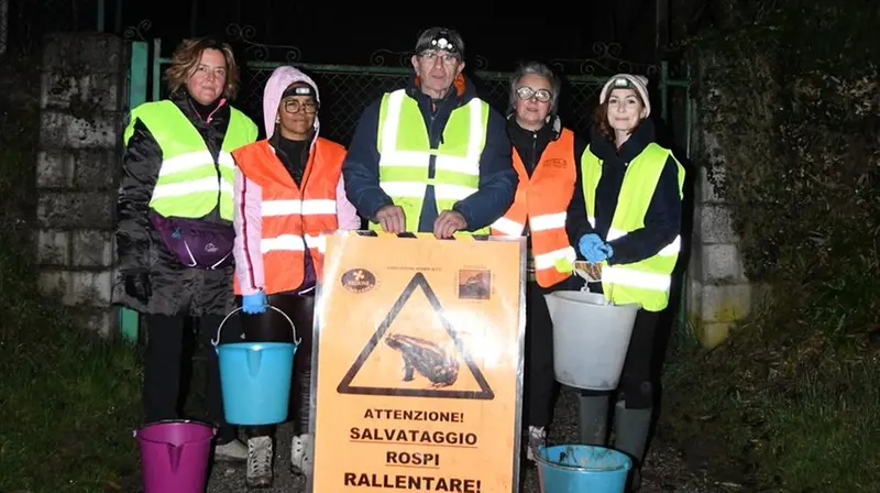 Alcuni volontari delle Gev che a Clusane d'Iseo aiutano i Bufo Bufo