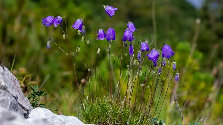 Il nome assegnato a questa specie si riconduce alla sua distribuzione esclusiva e ristretta