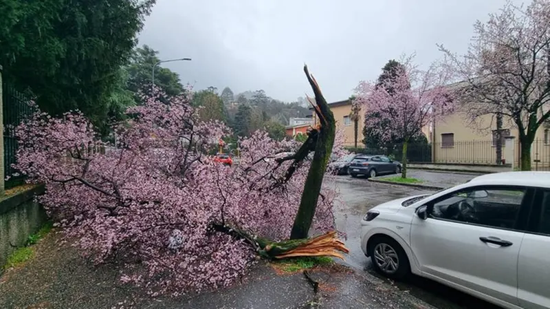Un albero in fiore spezzato dal vento in via Pisacane a Brescia